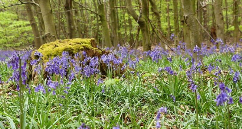 Forest Flowers Forest Floor Nature Spring Flower