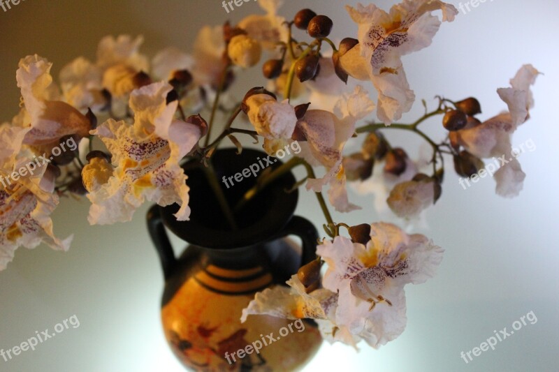 Flowers Pitcher Still Life Summer Free Photos