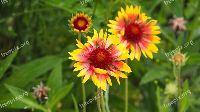 Blanketflower Gaillardia Yellow Red Pink