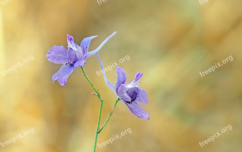 Little Knight Porn Arable Larkspur Wild Plant Rain Field Violet