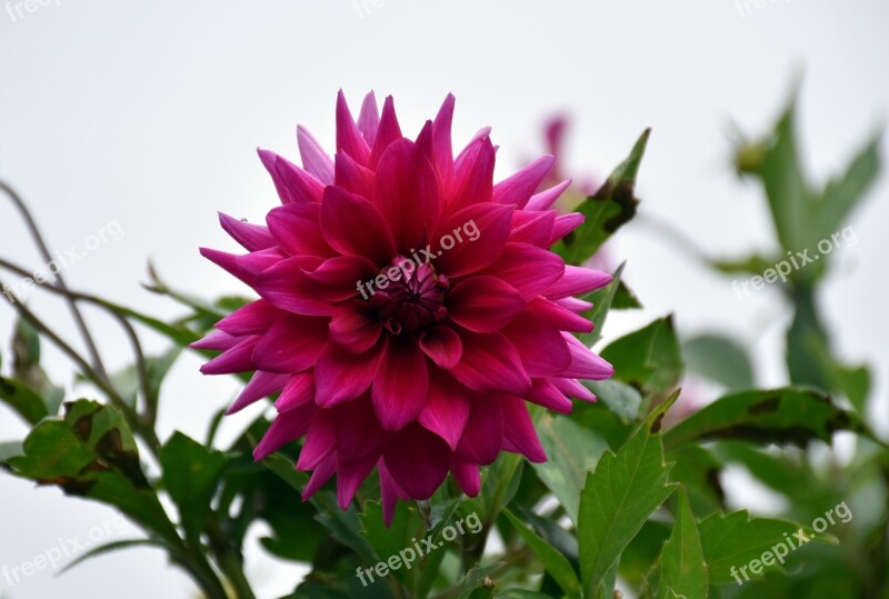 Dalia Flower Nature Color Botany