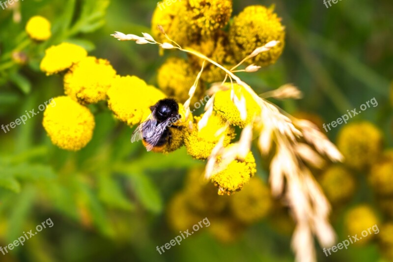 Bumblebee Baby Bee Small Cute