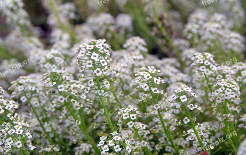 Tiny Flowers Small Flowers The Delicacy White Garden