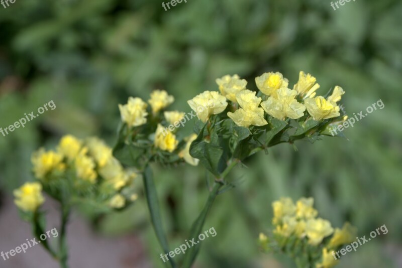 Sea ​​lavender Limonium Flowers To Drying Dry Flower