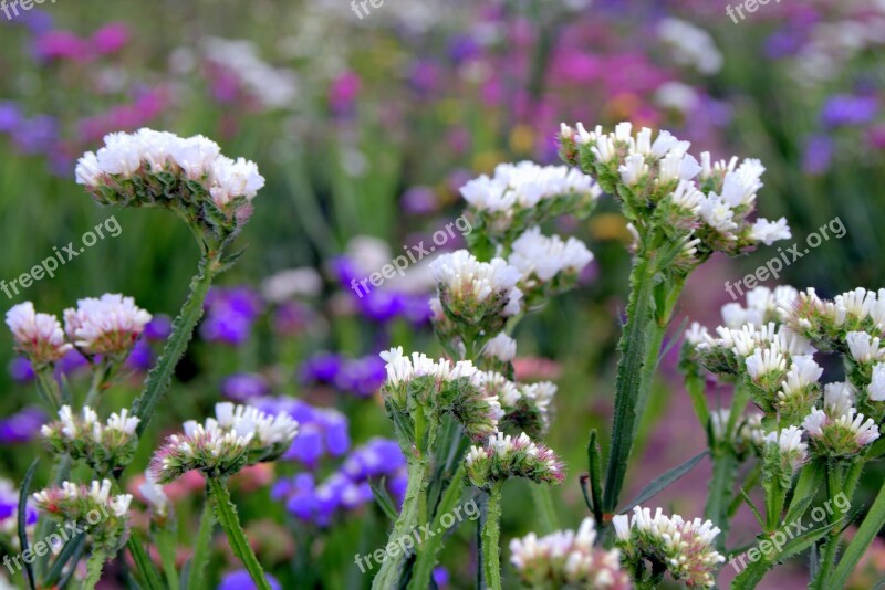 Sea ​​lavender Limonium Flowers To Drying Dry Flower