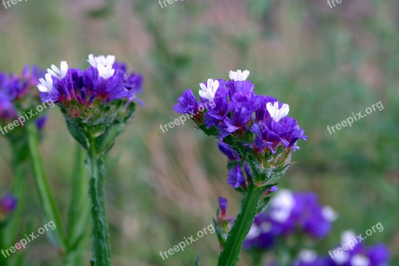 Sea ​​lavender Limonium Flowers To Drying Dry Flower