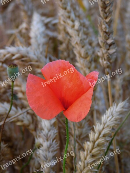 Poppy In Field Grains Mohngewaechs Field