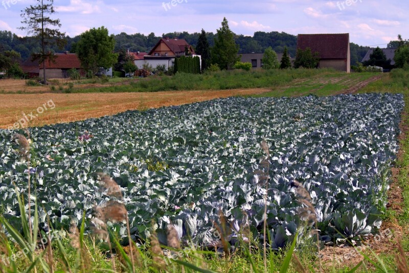 Cabbage Cabbage Field Agriculture Collections Harvest Festival