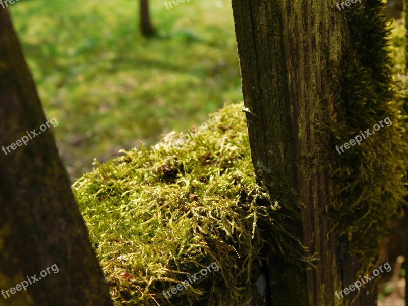 Moss Wooden Boards Fence Mossy Free Photos