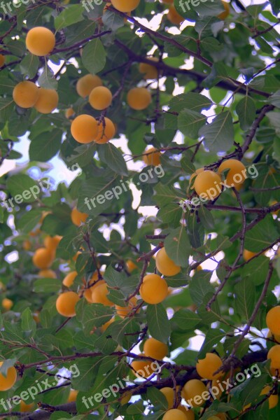 Mirabelka Damson Plum Yellow Tree