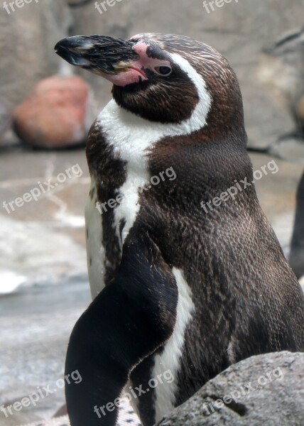 Penguin Zoo Bird Antarctica Free Photos