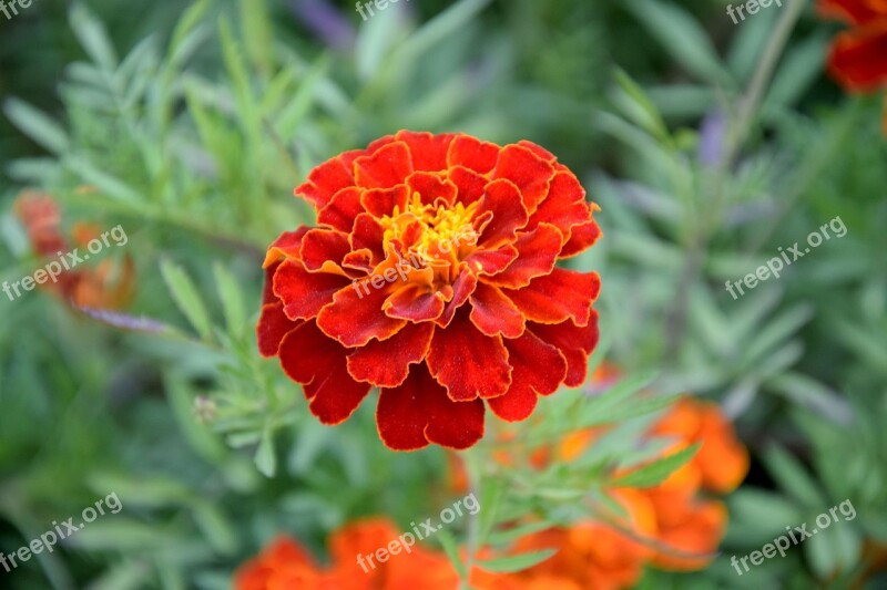 Flower Marigold Turkish Plant Garden