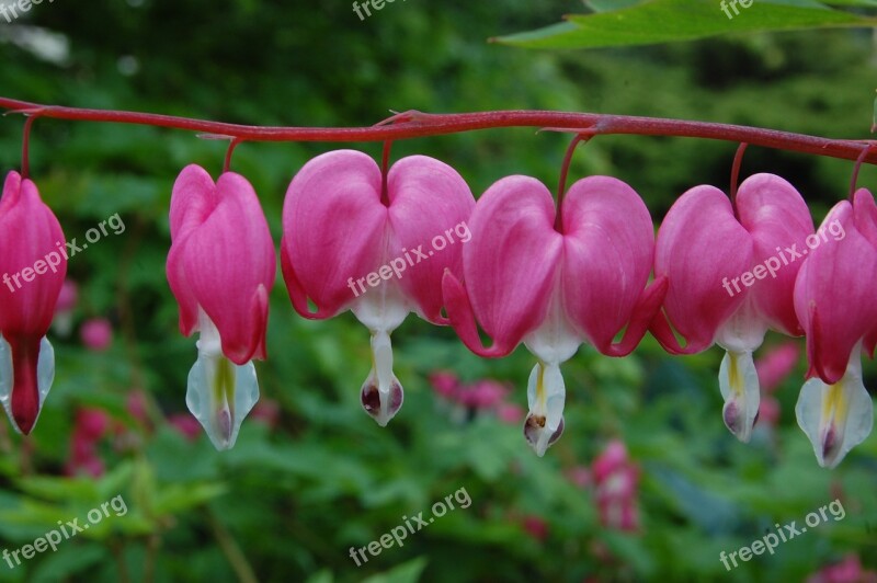 Bleeding Hearts Flowers Perennial Free Photos