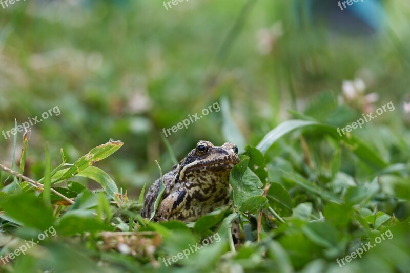 Frog Grass Meadow Green Animal