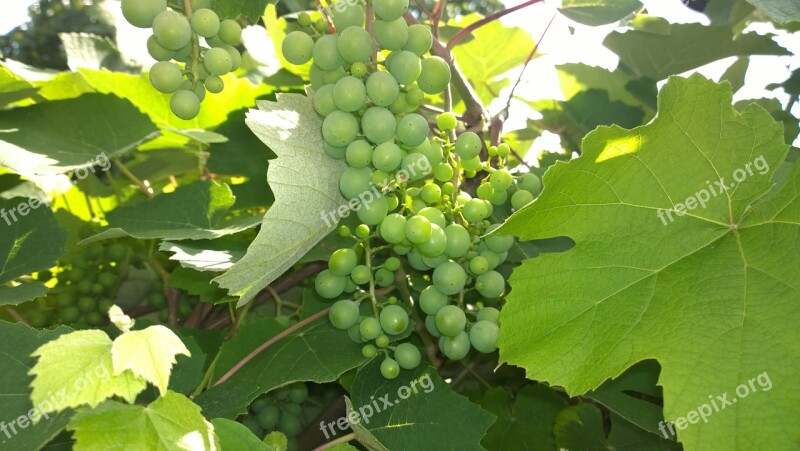 Grape Green Fresh Tree Fruit