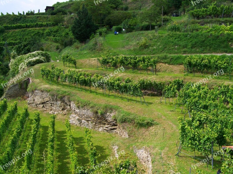 Terrace Viticulture Krems Austria Free Photos