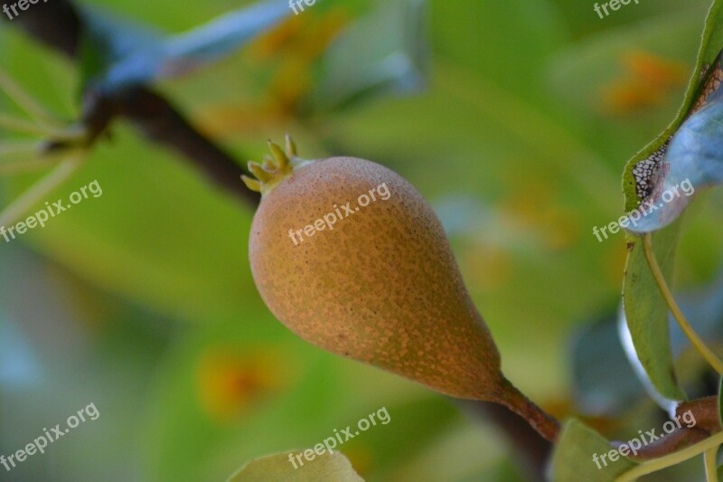 Garden Nature Plants Tree Pear Tree