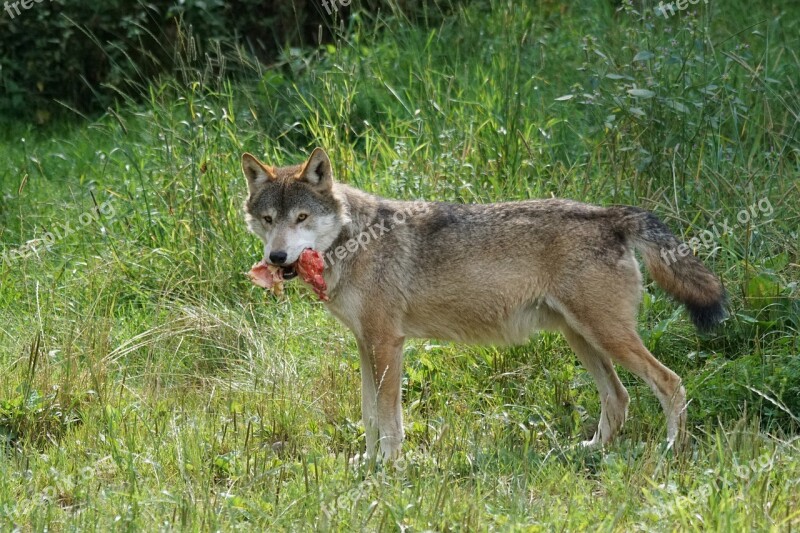 Wolf Predator Food Carnivores Pack Animal