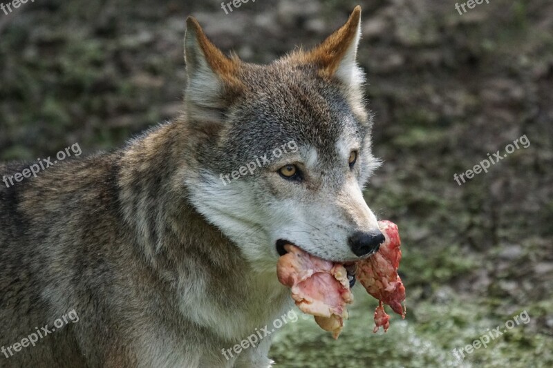 Wolf Predator Food Carnivores Pack Animal