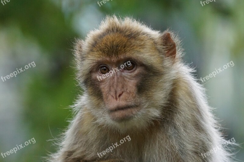 Barbary Ape Old World Monkey Primates Pavia Like Omnivore