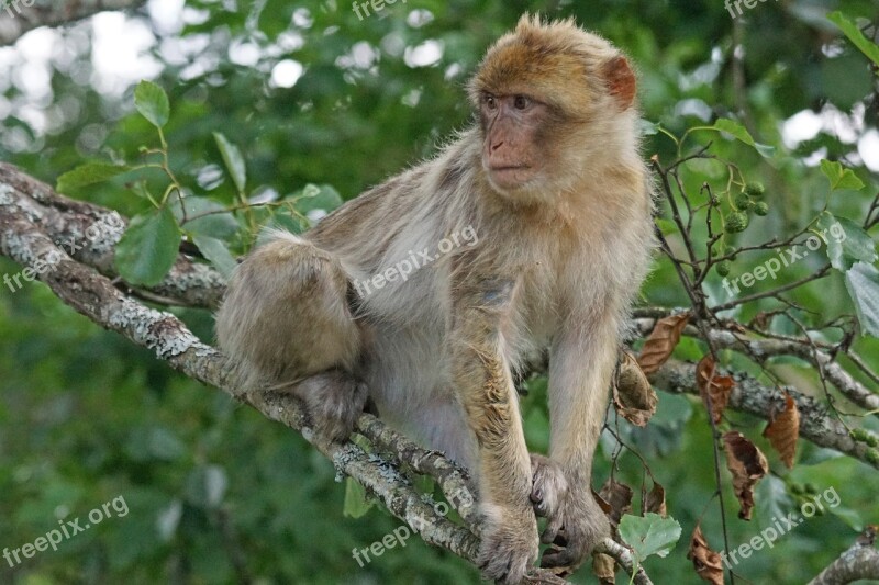 Barbary Ape Old World Monkey Primates Pavia Like Omnivore