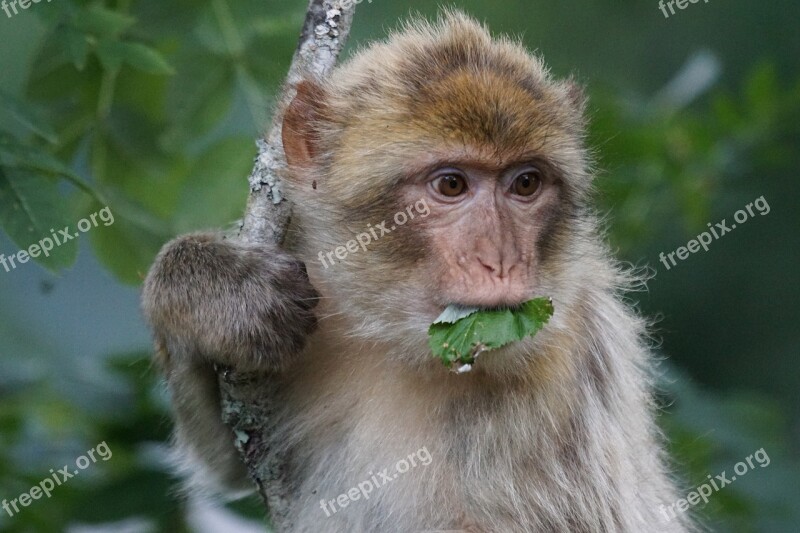 Barbary Ape Old World Monkey Primates Pavia Like Omnivore