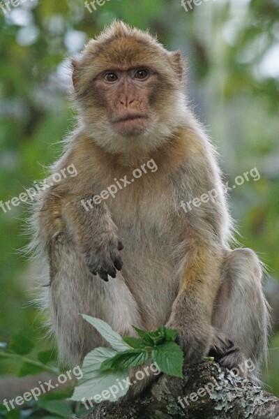 Barbary Ape Old World Monkey Primates Pavia Like Omnivore