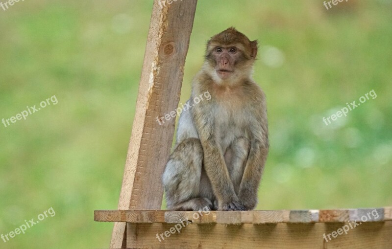 Barbary Ape Old World Monkey Primates Pavia Like Omnivore