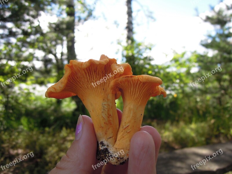 Mushroom Mushrooms Chanterelle Two Nature