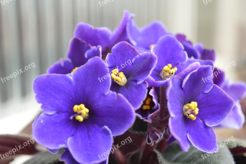 Flower Purple Beauty Flowers Purple Flower