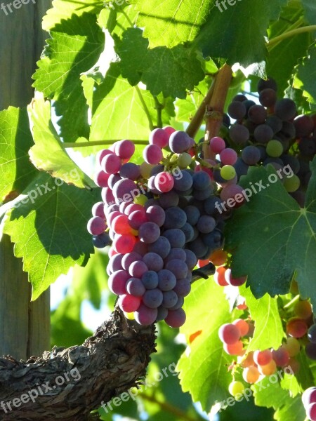 Vine Grapes Maturation Priorat Vineyard