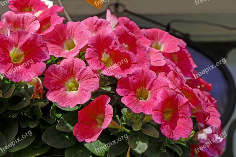 Petunia Bell Flowers Plant Spring Nature