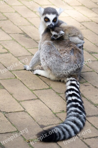 Lemurs Lemuraap Lemur Mammal Maki