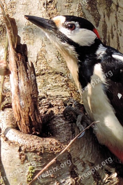 Great Spotted Woodpecker Woodpecker Bird Colorful Forest Bird