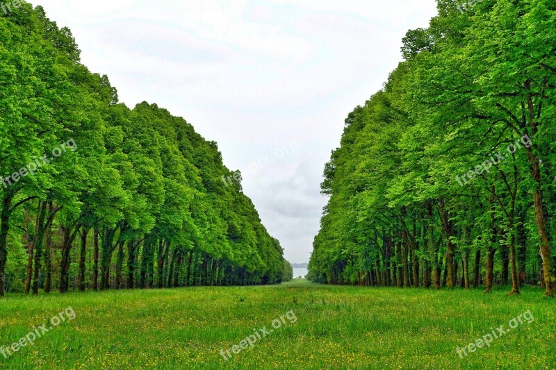 Perspective Trees Line Forest Nature