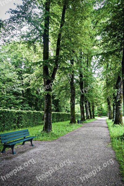 Perspective Trees Line Forest Nature