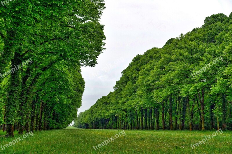 Perspective Trees Line Forest Nature