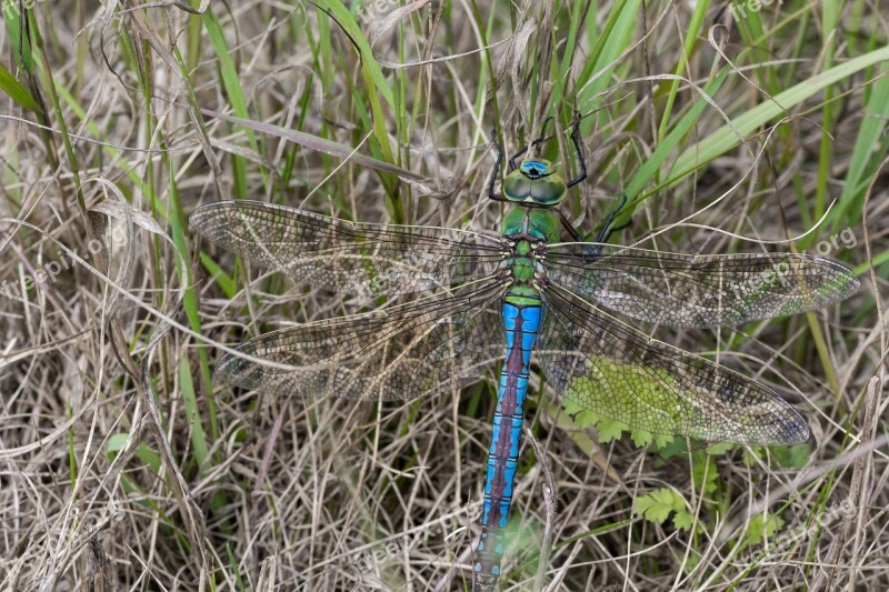 Dragonfly Flight Insect Meadow Insect Free Photos