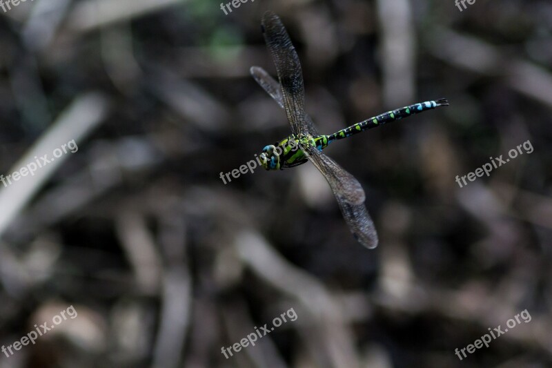 Dragonfly Flying Flight Insect Insect Free Photos