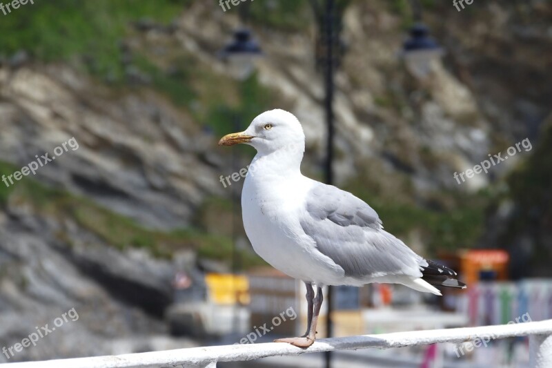 Seagull Bird Animal Nature Gull