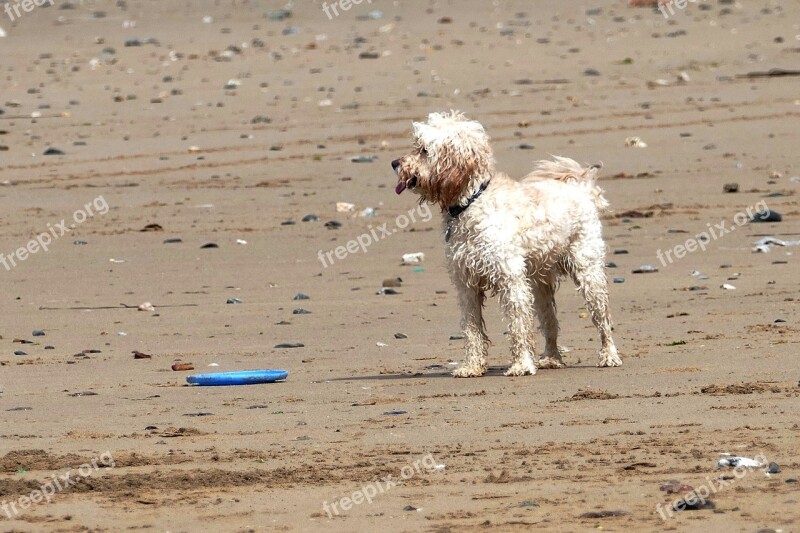 Dog Beach Pet Animal Summer