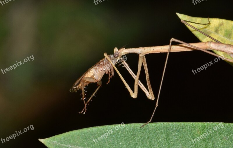 Stick Insect Walking Stick Insect Bug Insectoid