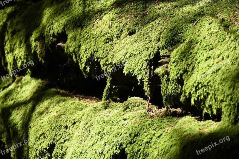 Moss Green Moss Carpet Nature Moss Growth