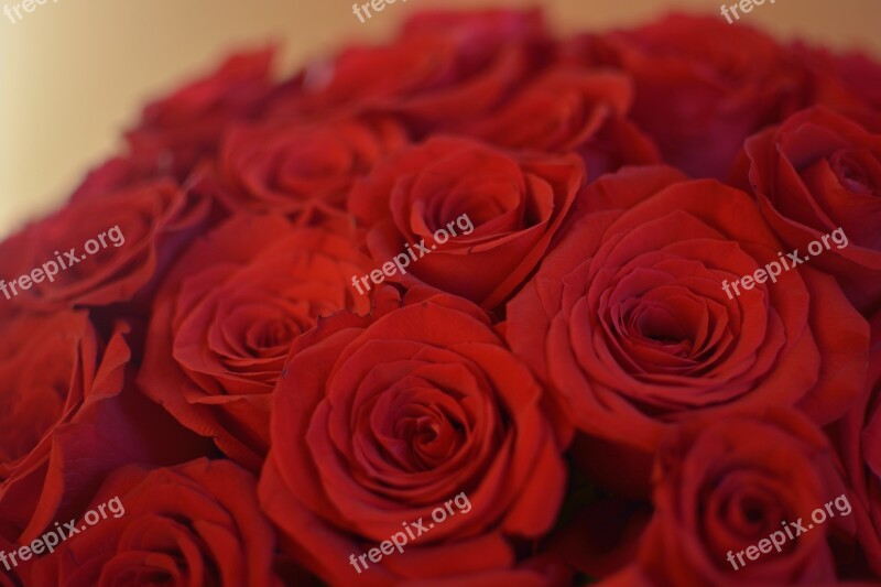 Rose Flowers Flower Red Rose Roses