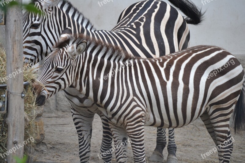 Zebras Zoo Budapest Free Photos