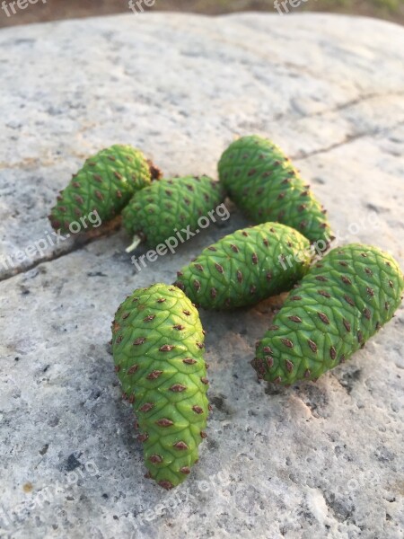 Pine Cone Healing Nature Free Photos