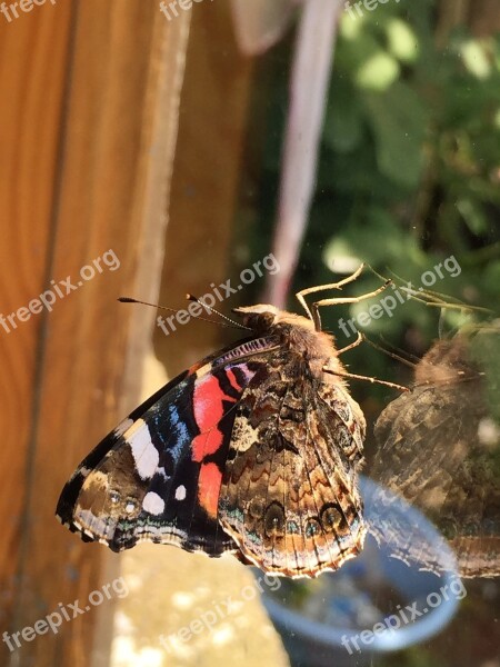 Butterfly Closeup Window Stunning Colorful