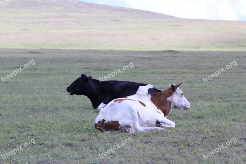 Inner Mongolia Prairie Dairy Cow Yellow Cattle Ranch