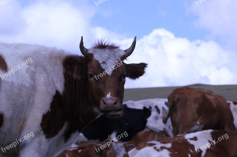 Dairy Cow Inner Mongolia Prairie Yellow Cattle Free Photos