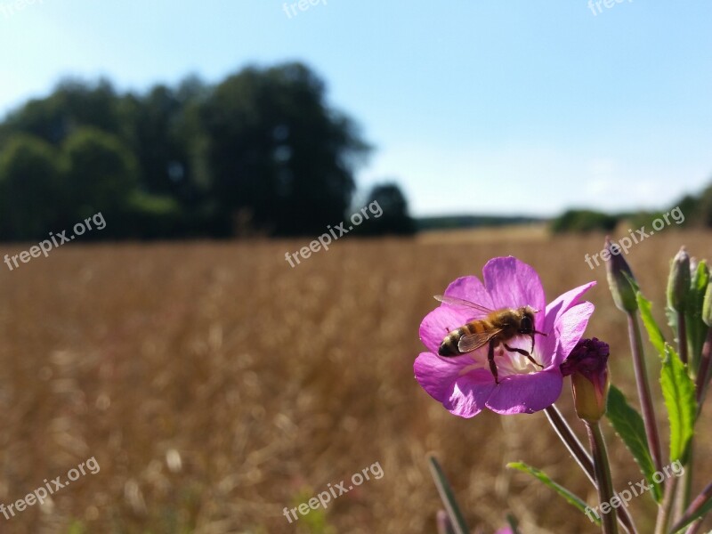 Fields Bee Summer Nature Close Up